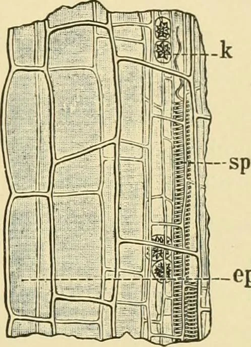 An illustration from The microscopy of vegetable foods, with special reference to the detection of adulteration and the diagnosis of mixtures, 1916, leaf 366