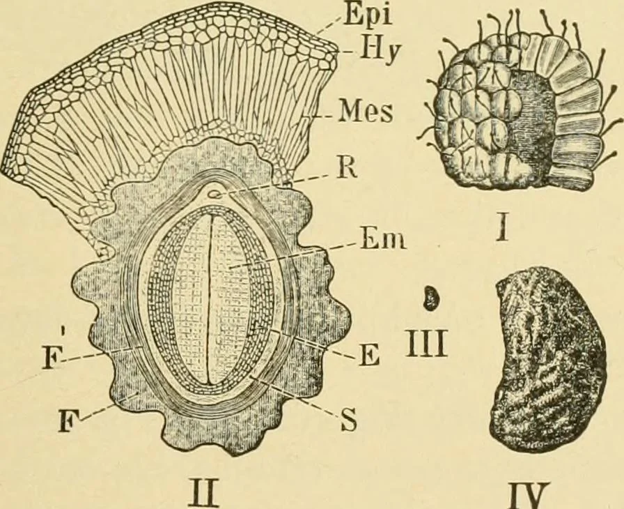 An illustration from The microscopy of vegetable foods, with special reference to the detection of adulteration and the diagnosis of mixtures, 1916, leaf 368