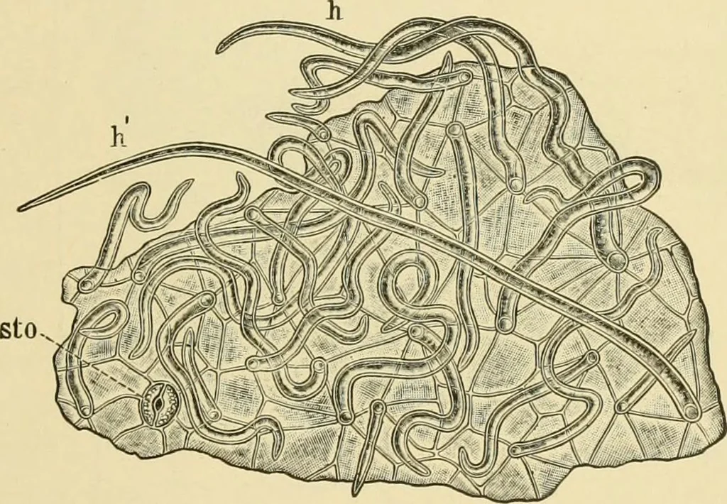 An illustration from The microscopy of vegetable foods, with special reference to the detection of adulteration and the diagnosis of mixtures, 1916, leaf 370