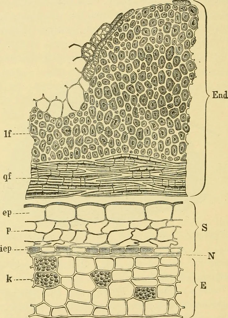 An illustration from The microscopy of vegetable foods, with special reference to the detection of adulteration and the diagnosis of mixtures, 1916, leaf 371
