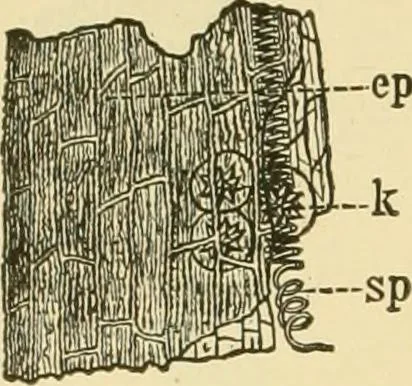 An illustration from The microscopy of vegetable foods, with special reference to the detection of adulteration and the diagnosis of mixtures, 1916, leaf 373