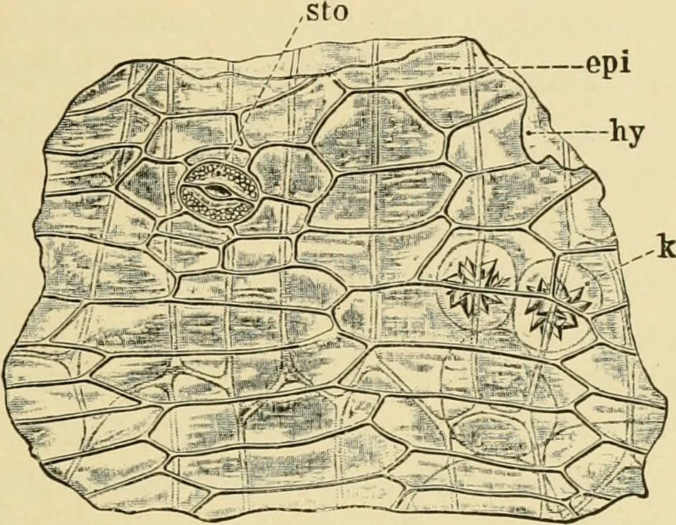 An illustration from The microscopy of vegetable foods, with special reference to the detection of adulteration and the diagnosis of mixtures, 1916, leaf 374