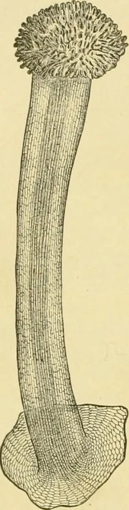 An illustration from The microscopy of vegetable foods, with special reference to the detection of adulteration and the diagnosis of mixtures, 1916, leaf 375
