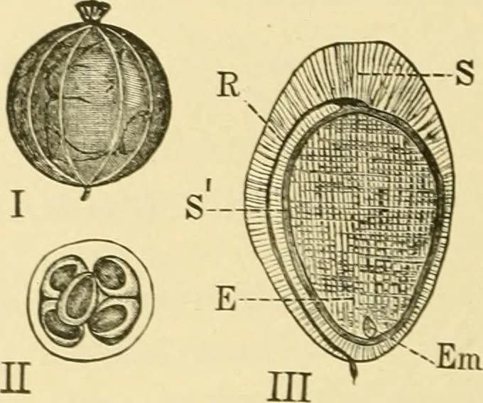 An illustration from The microscopy of vegetable foods, with special reference to the detection of adulteration and the diagnosis of mixtures, 1916, leaf 377
