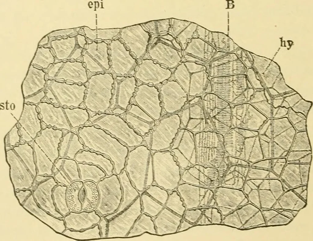 An illustration from The microscopy of vegetable foods, with special reference to the detection of adulteration and the diagnosis of mixtures, 1916, leaf 377