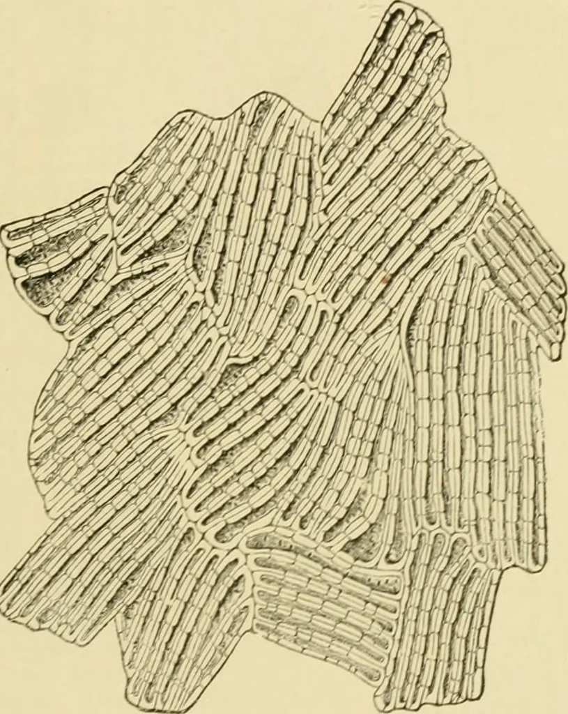 An illustration from The microscopy of vegetable foods, with special reference to the detection of adulteration and the diagnosis of mixtures, 1916, leaf 378