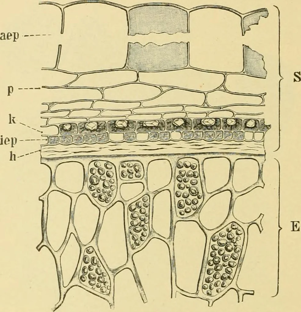 An illustration from The microscopy of vegetable foods, with special reference to the detection of adulteration and the diagnosis of mixtures, 1916, leaf 379