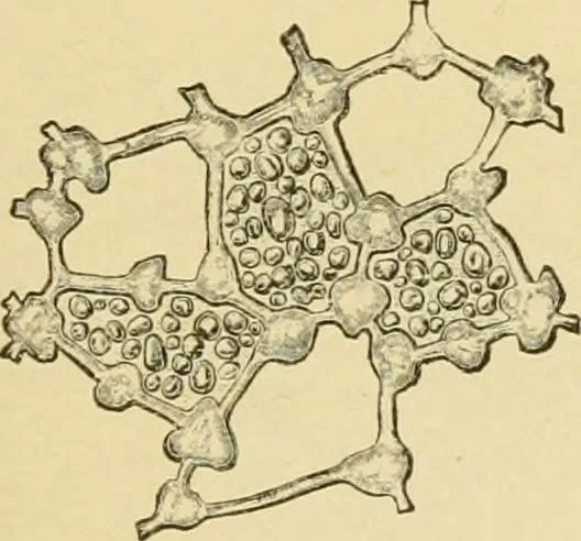 An illustration from The microscopy of vegetable foods, with special reference to the detection of adulteration and the diagnosis of mixtures, 1916, leaf 380
