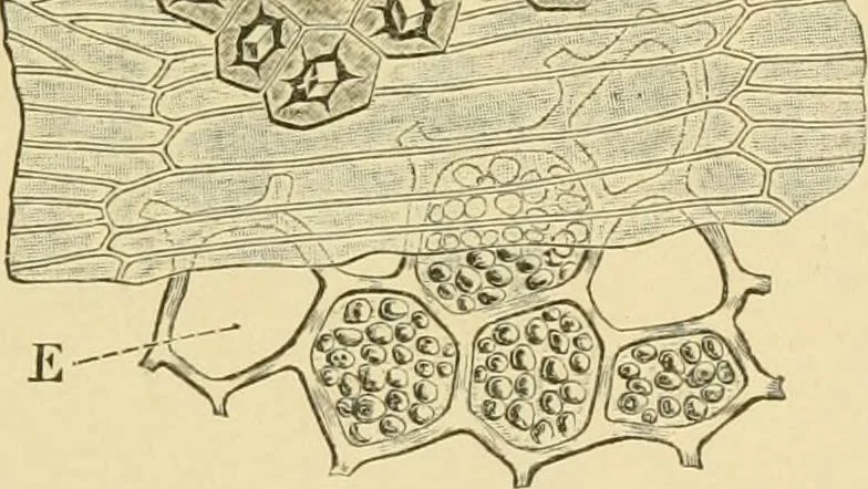An illustration from The microscopy of vegetable foods, with special reference to the detection of adulteration and the diagnosis of mixtures, 1916, leaf 380