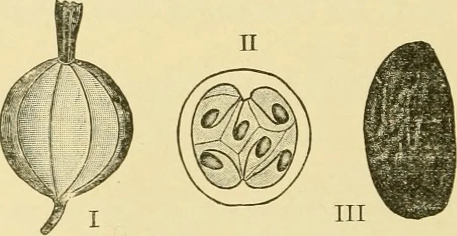 An illustration from The microscopy of vegetable foods, with special reference to the detection of adulteration and the diagnosis of mixtures, 1916, leaf 383