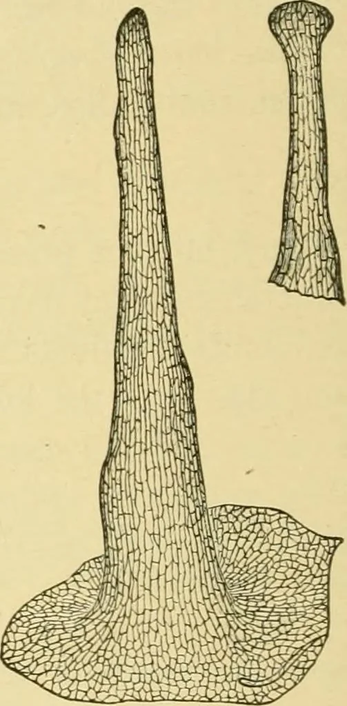 An illustration from The microscopy of vegetable foods, with special reference to the detection of adulteration and the diagnosis of mixtures, 1916, leaf 383