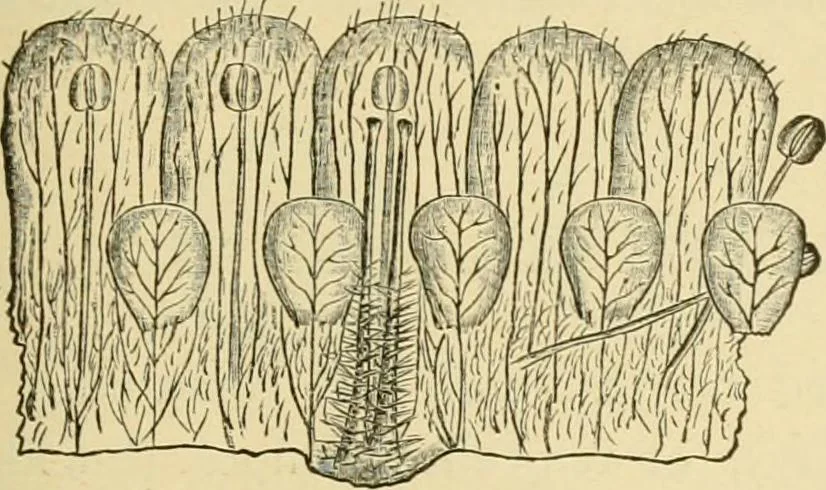 An illustration from The microscopy of vegetable foods, with special reference to the detection of adulteration and the diagnosis of mixtures, 1916, leaf 384