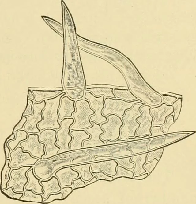 An illustration from The microscopy of vegetable foods, with special reference to the detection of adulteration and the diagnosis of mixtures, 1916, leaf 384