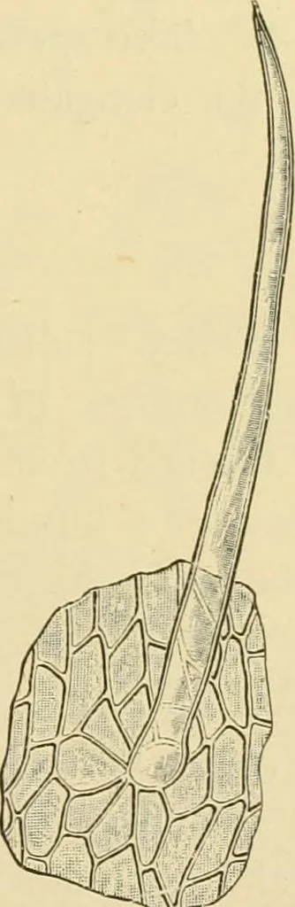 An illustration from The microscopy of vegetable foods, with special reference to the detection of adulteration and the diagnosis of mixtures, 1916, leaf 384