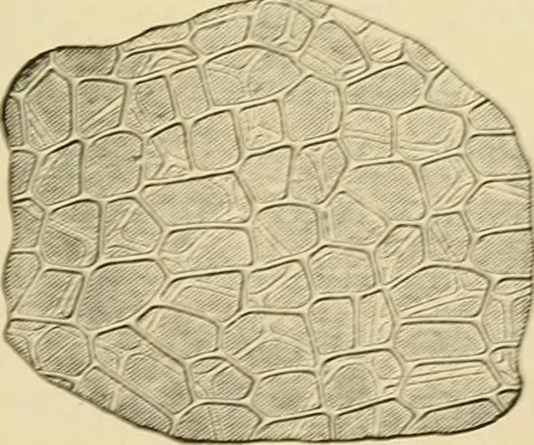 An illustration from The microscopy of vegetable foods, with special reference to the detection of adulteration and the diagnosis of mixtures, 1916, leaf 386