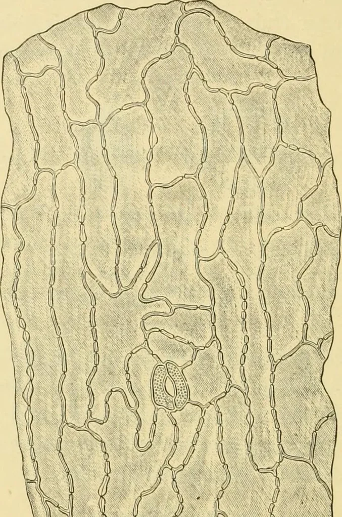 An illustration from The microscopy of vegetable foods, with special reference to the detection of adulteration and the diagnosis of mixtures, 1916, leaf 387
