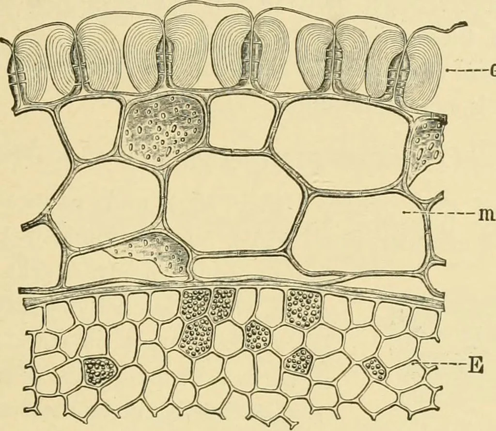 An illustration from The microscopy of vegetable foods, with special reference to the detection of adulteration and the diagnosis of mixtures, 1916, leaf 388