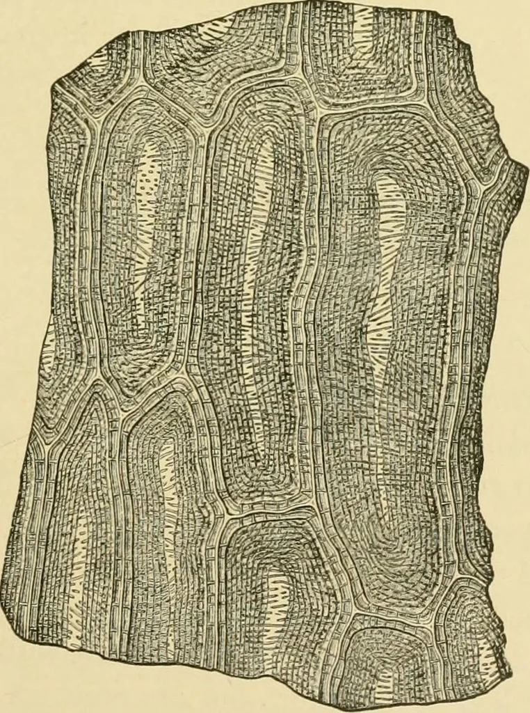 An illustration from The microscopy of vegetable foods, with special reference to the detection of adulteration and the diagnosis of mixtures, 1916, leaf 388