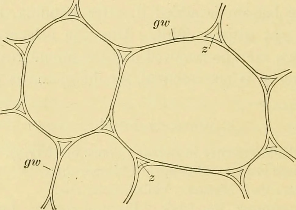 An illustration from The microscopy of vegetable foods, with special reference to the detection of adulteration and the diagnosis of mixtures, 1916, leaf 39
