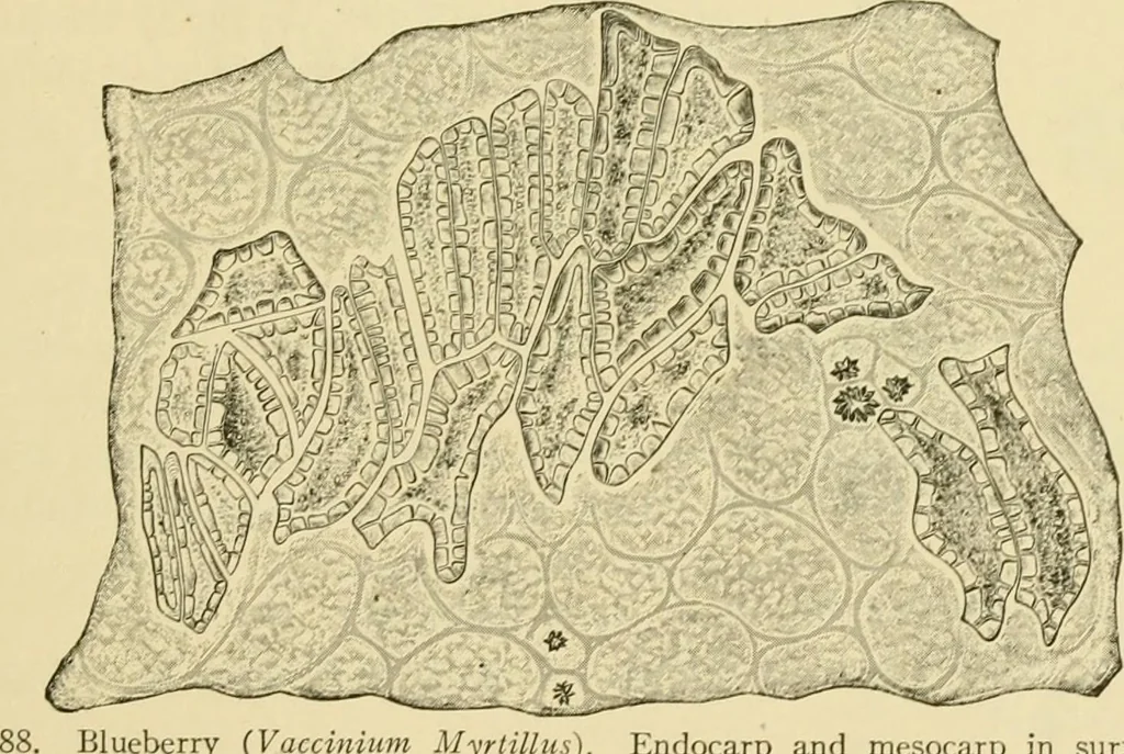 An illustration from The microscopy of vegetable foods, with special reference to the detection of adulteration and the diagnosis of mixtures, 1916, leaf 390
