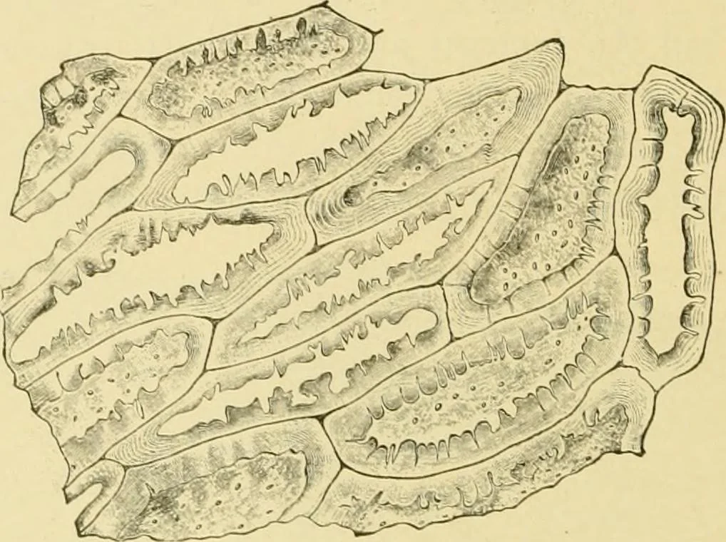 An illustration from The microscopy of vegetable foods, with special reference to the detection of adulteration and the diagnosis of mixtures, 1916, leaf 391