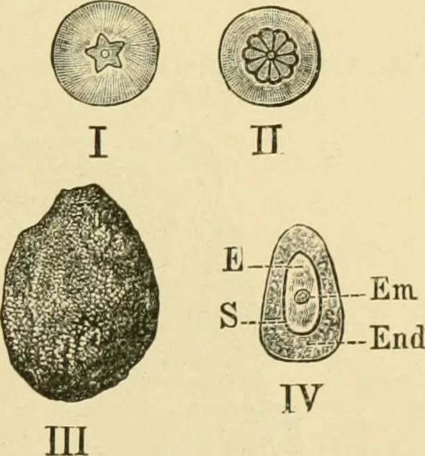 An illustration from The microscopy of vegetable foods, with special reference to the detection of adulteration and the diagnosis of mixtures, 1916, leaf 392