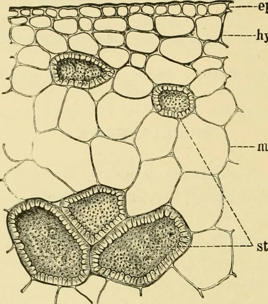 An illustration from The microscopy of vegetable foods, with special reference to the detection of adulteration and the diagnosis of mixtures, 1916, leaf 393