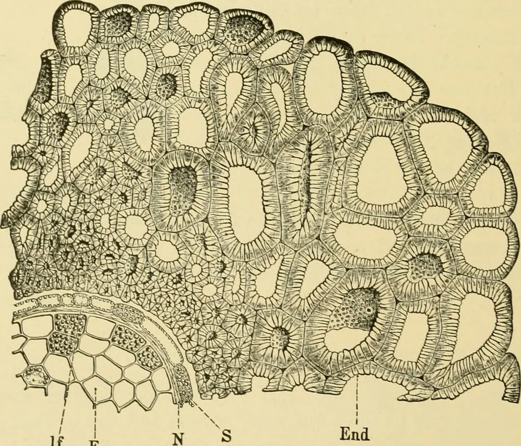 An illustration from The microscopy of vegetable foods, with special reference to the detection of adulteration and the diagnosis of mixtures, 1916, leaf 393