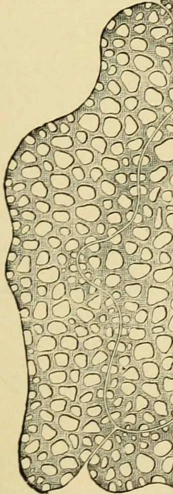 An illustration from The microscopy of vegetable foods, with special reference to the detection of adulteration and the diagnosis of mixtures, 1916, leaf 394