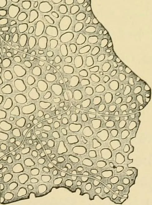An illustration from The microscopy of vegetable foods, with special reference to the detection of adulteration and the diagnosis of mixtures, 1916, leaf 394