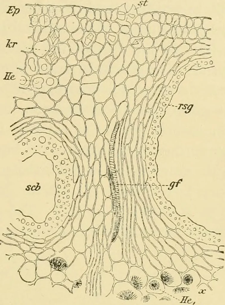 An illustration from The microscopy of vegetable foods, with special reference to the detection of adulteration and the diagnosis of mixtures, 1916, leaf 396