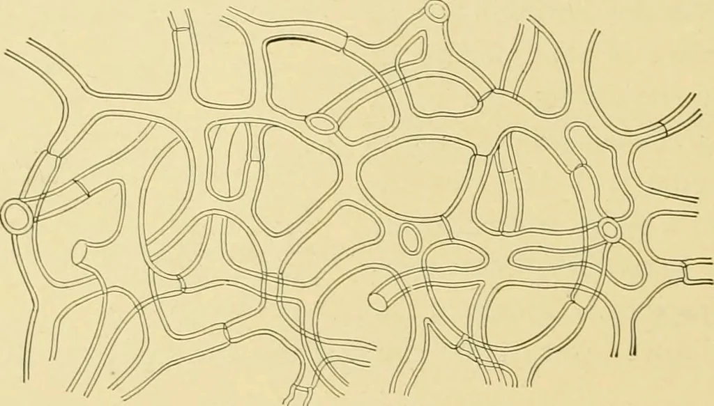 An illustration from The microscopy of vegetable foods, with special reference to the detection of adulteration and the diagnosis of mixtures, 1916, leaf 397