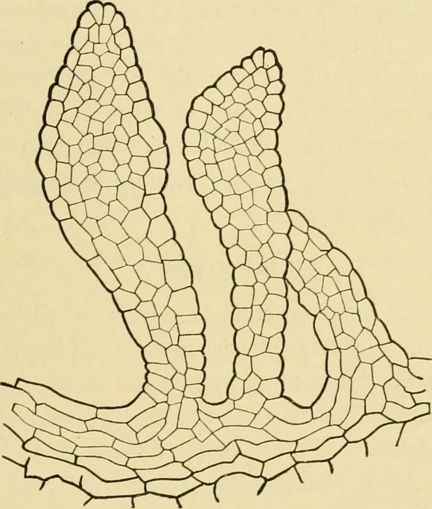 An illustration from The microscopy of vegetable foods, with special reference to the detection of adulteration and the diagnosis of mixtures, 1916, leaf 398