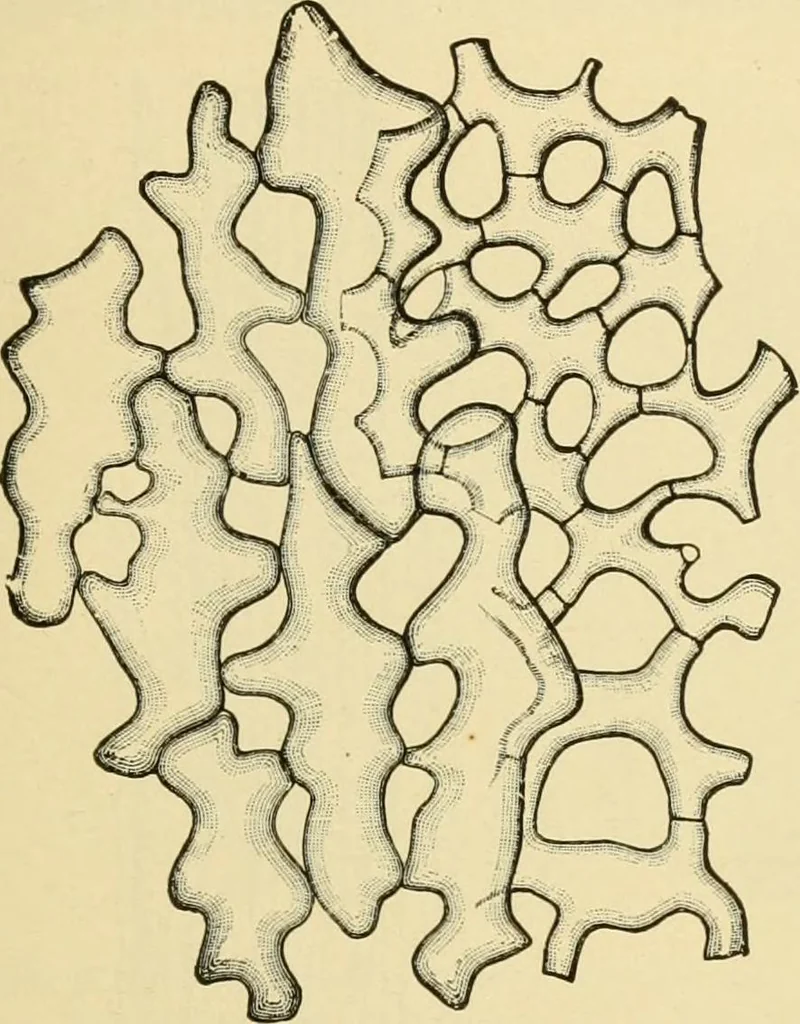 An illustration from The microscopy of vegetable foods, with special reference to the detection of adulteration and the diagnosis of mixtures, 1916, leaf 40