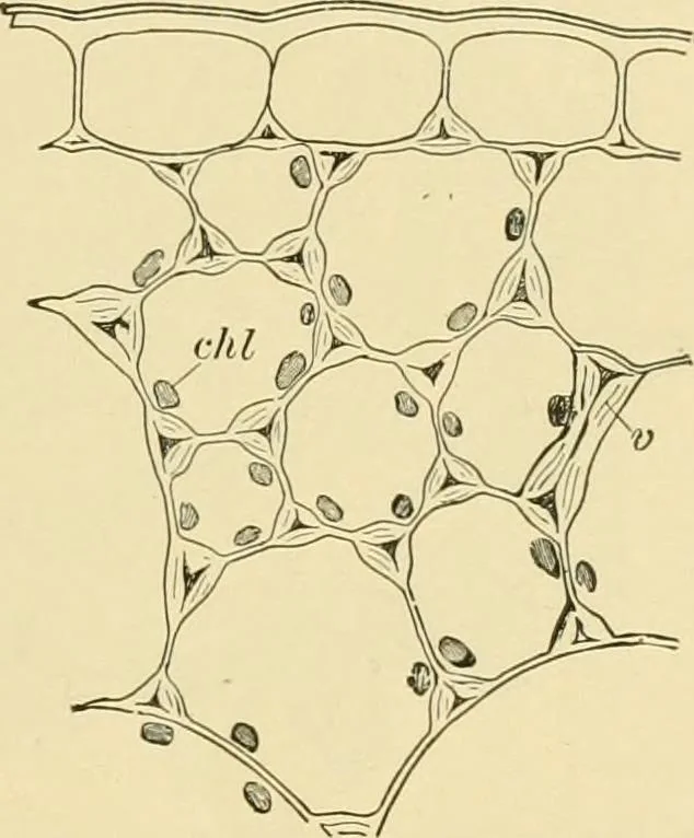 An illustration from The microscopy of vegetable foods, with special reference to the detection of adulteration and the diagnosis of mixtures, 1916, leaf 40