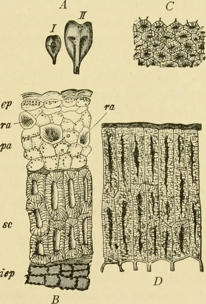 An illustration from The microscopy of vegetable foods, with special reference to the detection of adulteration and the diagnosis of mixtures, 1916, leaf 402
