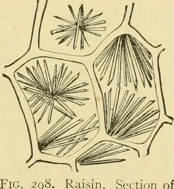 An illustration from The microscopy of vegetable foods, with special reference to the detection of adulteration and the diagnosis of mixtures, 1916, leaf 404