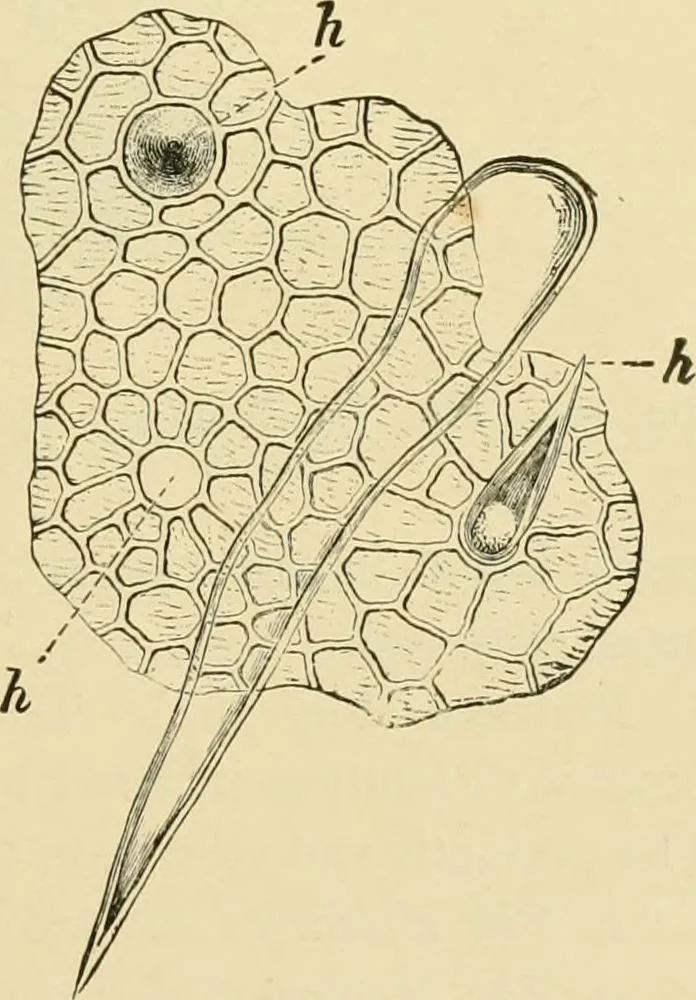 An illustration from The microscopy of vegetable foods, with special reference to the detection of adulteration and the diagnosis of mixtures, 1916, leaf 406