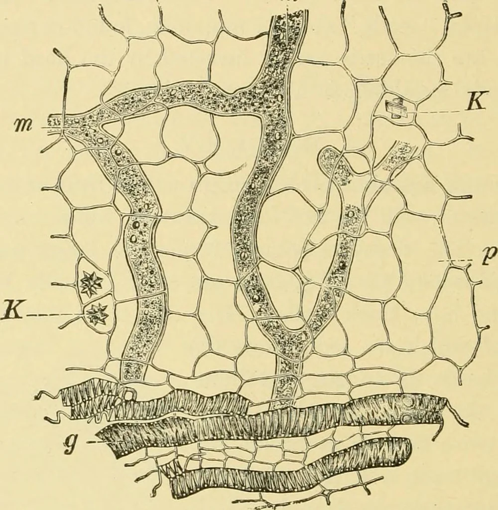 An illustration from The microscopy of vegetable foods, with special reference to the detection of adulteration and the diagnosis of mixtures, 1916, leaf 407