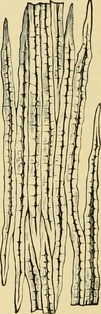 An illustration from The microscopy of vegetable foods, with special reference to the detection of adulteration and the diagnosis of mixtures, 1916, leaf 41