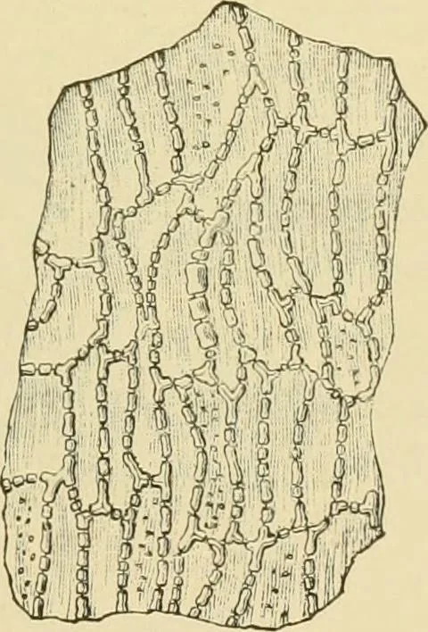 An illustration from The microscopy of vegetable foods, with special reference to the detection of adulteration and the diagnosis of mixtures, 1916, leaf 410