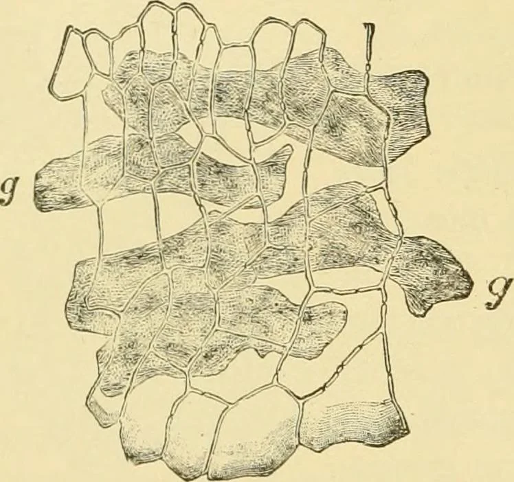 An illustration from The microscopy of vegetable foods, with special reference to the detection of adulteration and the diagnosis of mixtures, 1916, leaf 411