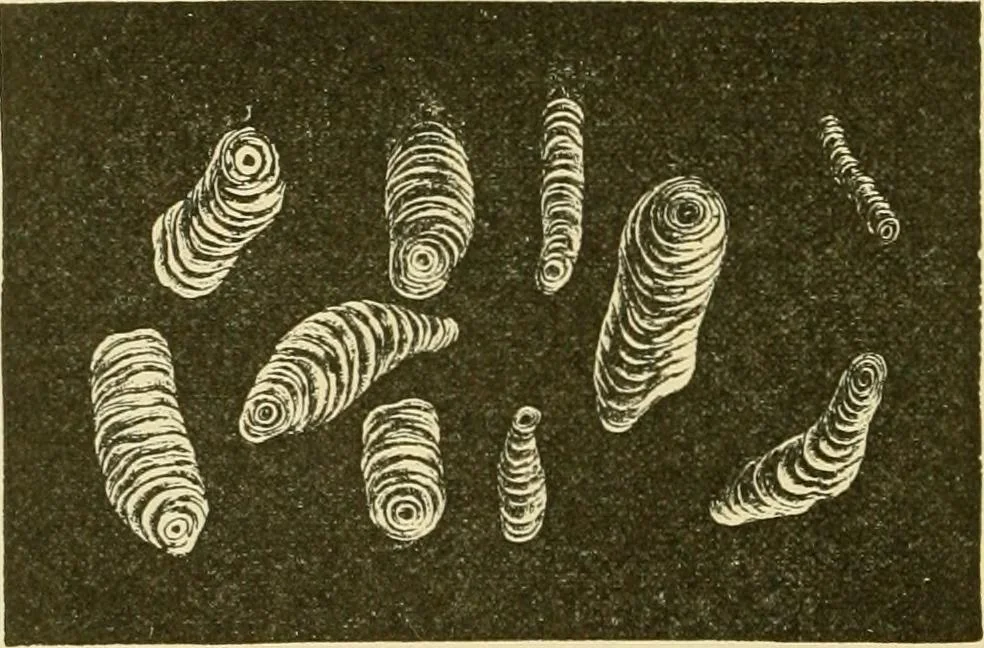 An illustration from The microscopy of vegetable foods, with special reference to the detection of adulteration and the diagnosis of mixtures, 1916, leaf 413