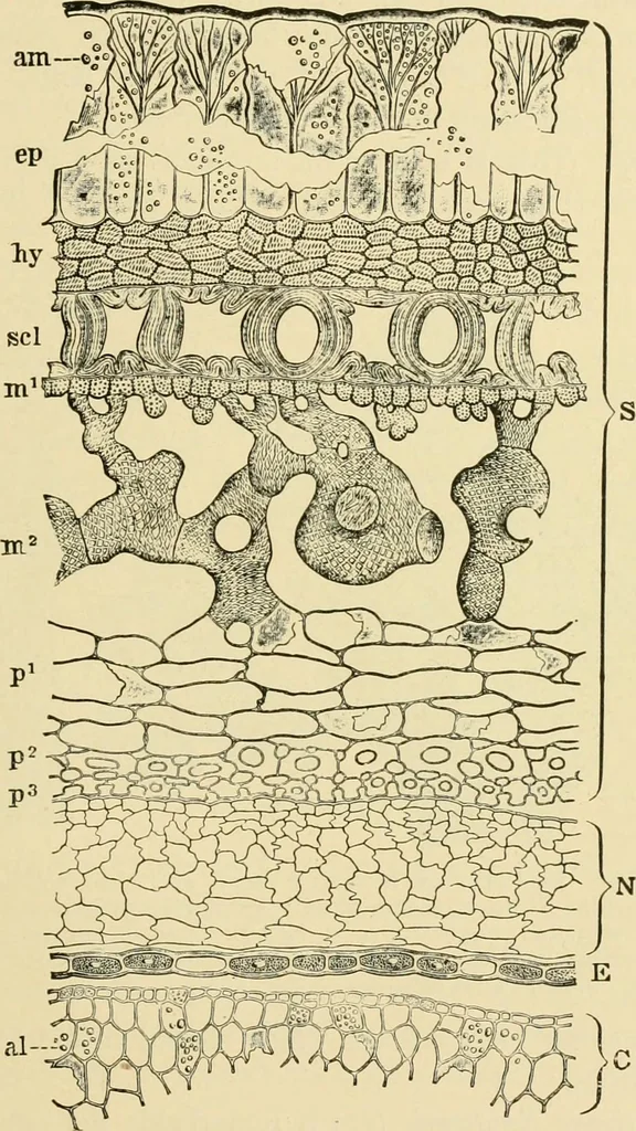 An illustration from The microscopy of vegetable foods, with special reference to the detection of adulteration and the diagnosis of mixtures, 1916, leaf 418