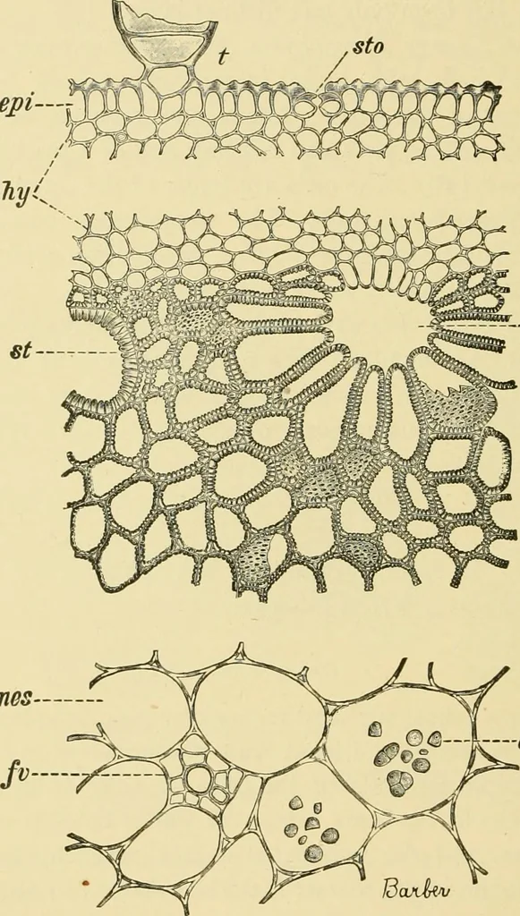 An illustration from The microscopy of vegetable foods, with special reference to the detection of adulteration and the diagnosis of mixtures, 1916, leaf 421