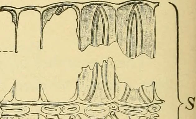 An illustration from The microscopy of vegetable foods, with special reference to the detection of adulteration and the diagnosis of mixtures, 1916, leaf 423