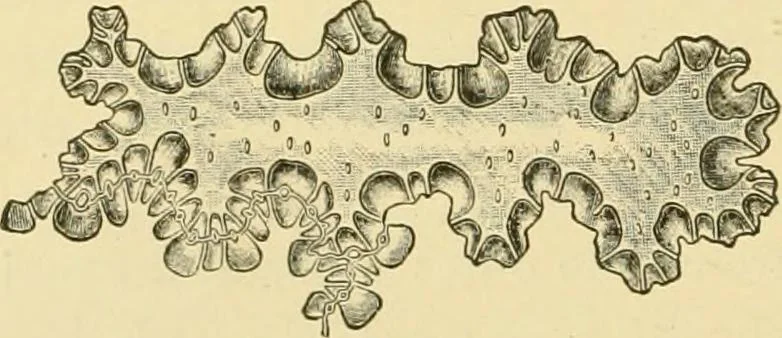 An illustration from The microscopy of vegetable foods, with special reference to the detection of adulteration and the diagnosis of mixtures, 1916, leaf 423