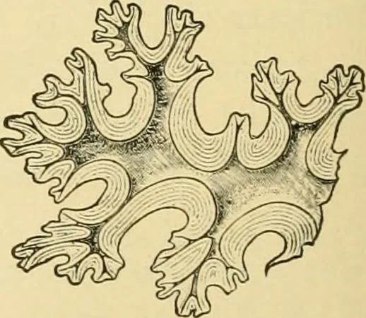 An illustration from The microscopy of vegetable foods, with special reference to the detection of adulteration and the diagnosis of mixtures, 1916, leaf 423