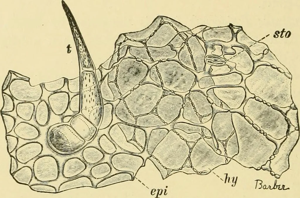 An illustration from The microscopy of vegetable foods, with special reference to the detection of adulteration and the diagnosis of mixtures, 1916, leaf 425