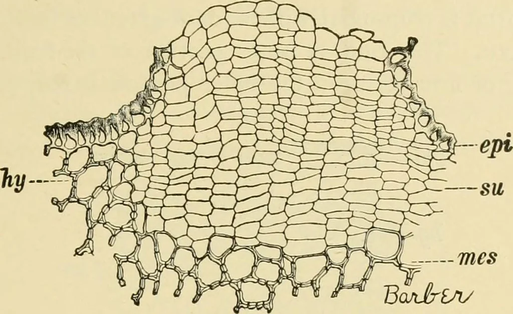 An illustration from The microscopy of vegetable foods, with special reference to the detection of adulteration and the diagnosis of mixtures, 1916, leaf 426